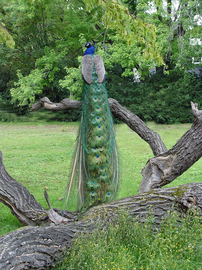 Pfau -Gefieder-