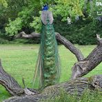 Pfau -Gefieder-