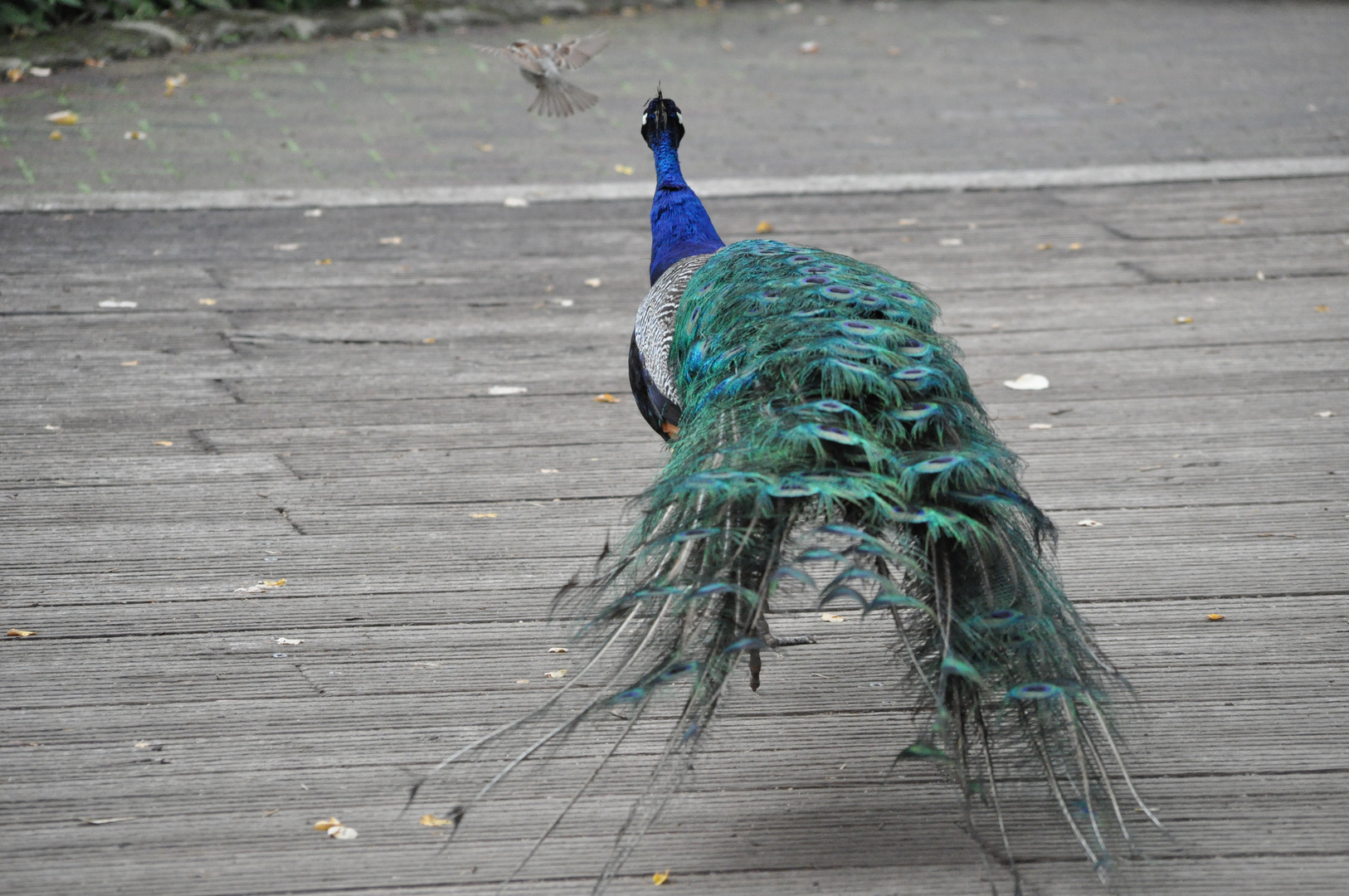 Pfau gegen Spatz,wer ist schneller?