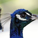 Pfau (Hahn)