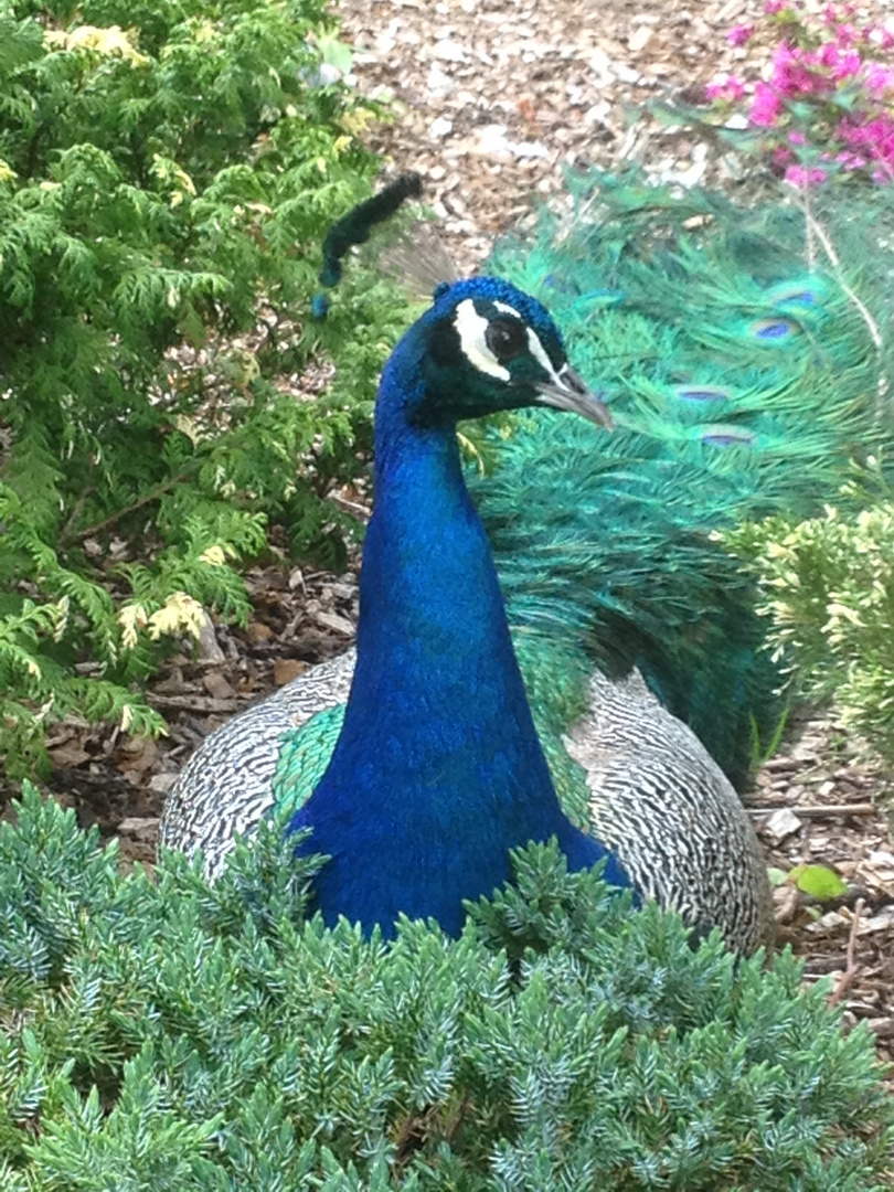 Pfau - handzahm und neugierig