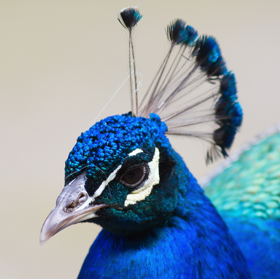 Pfau hat alles im Blick