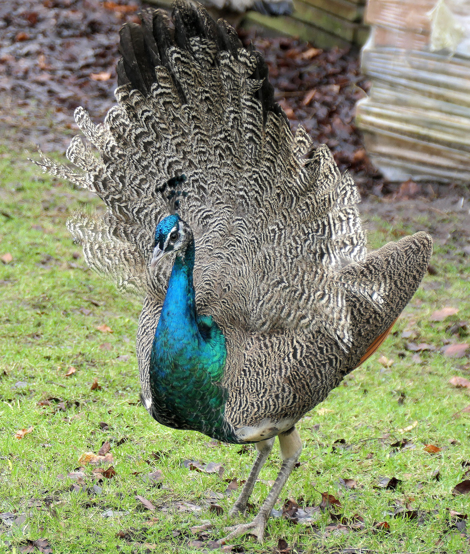 Pfau-Henne