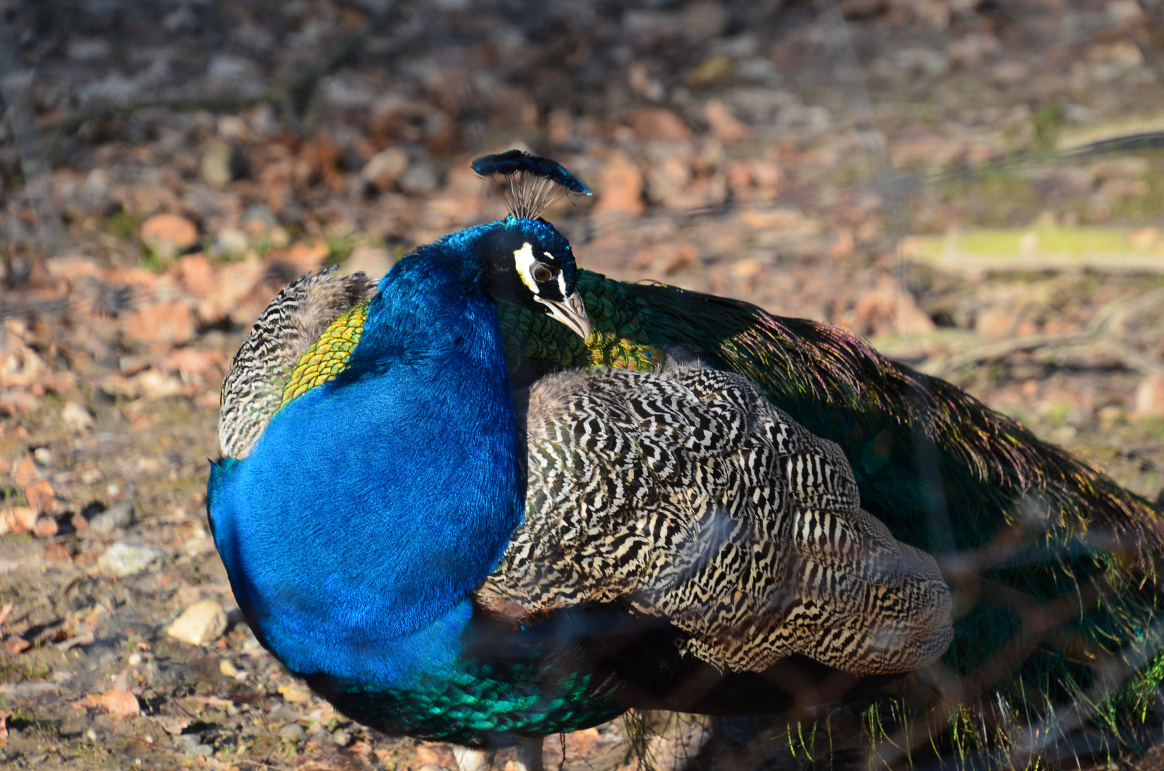 Pfau Henry