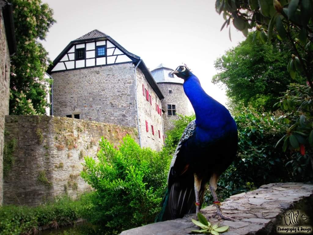 Pfau "Herrmann"