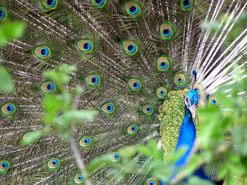 Pfau hinter Blättern