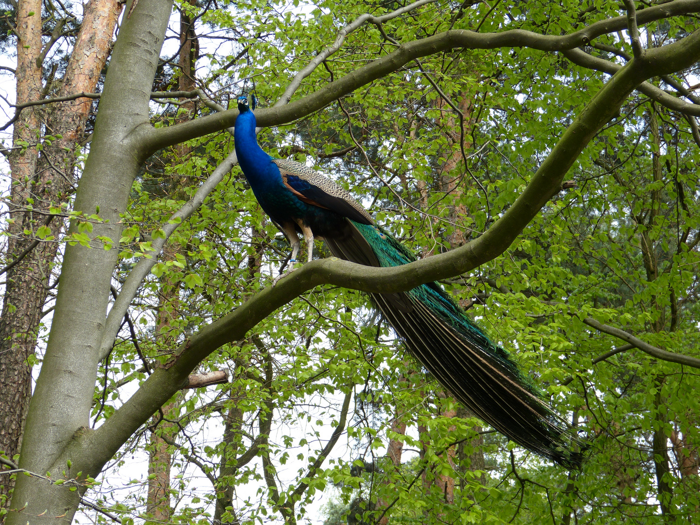 Pfau hoch hinauf