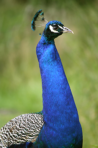 Pfau Hochformat