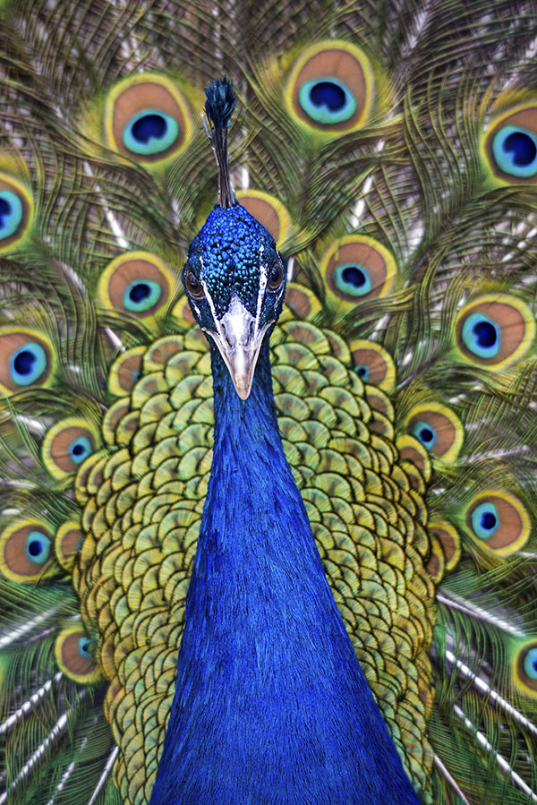 Pfau I.