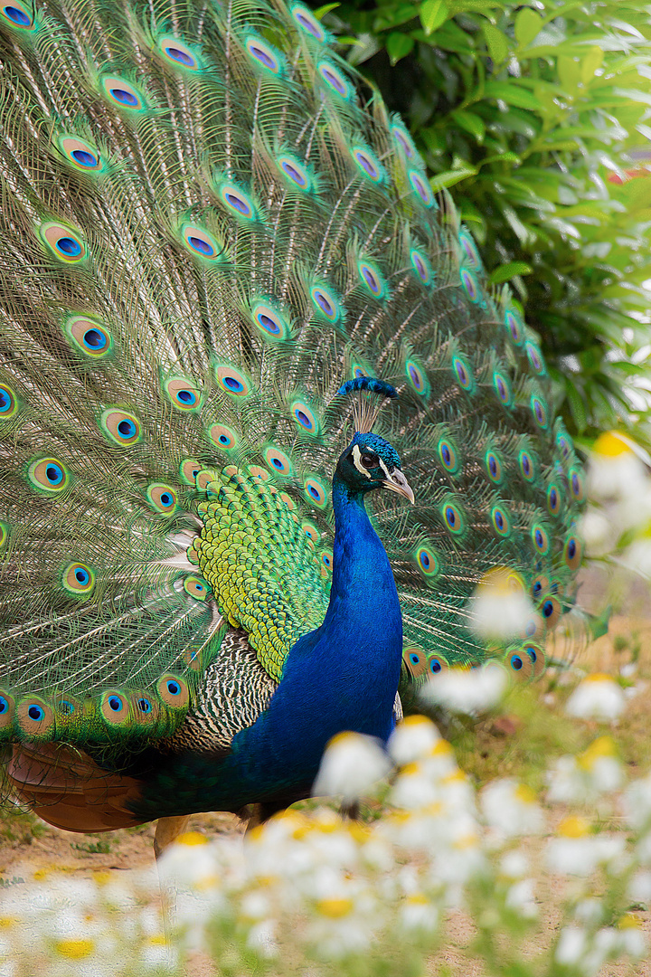 Pfau I