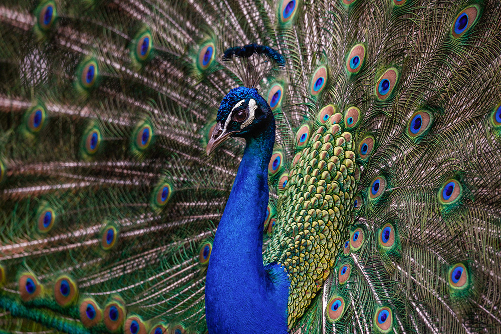 Pfau II