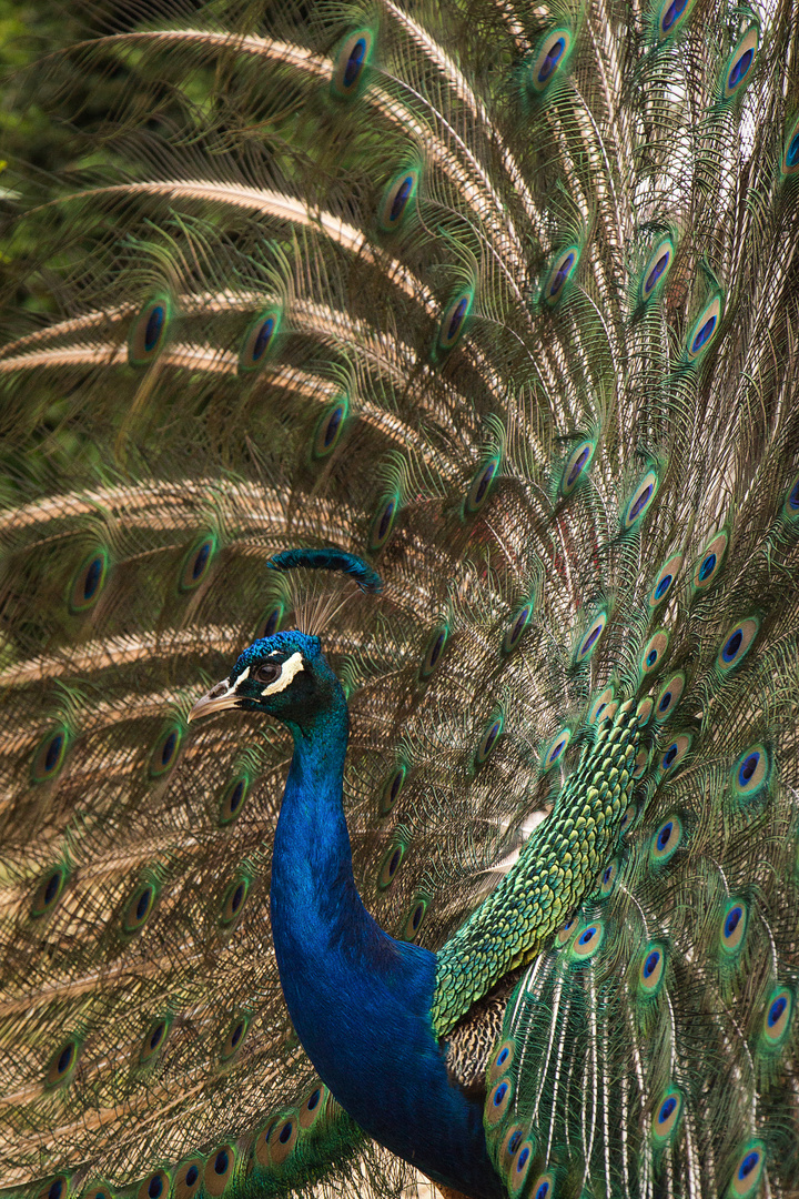 Pfau II