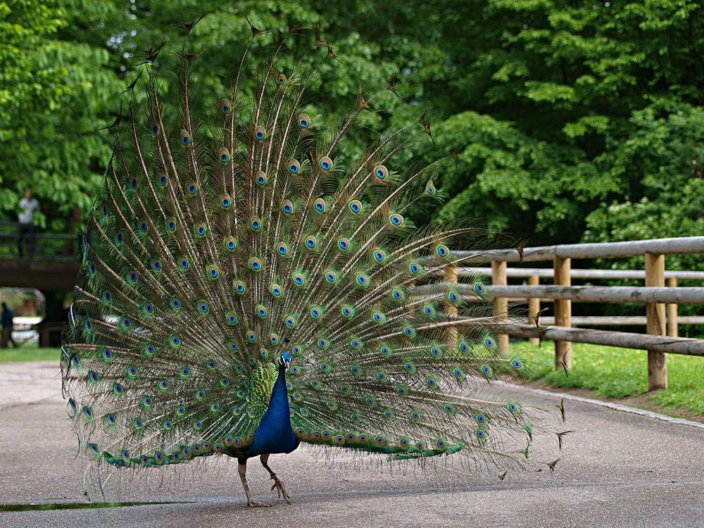 Pfau III