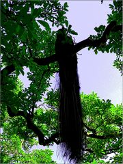 Pfau im Baum