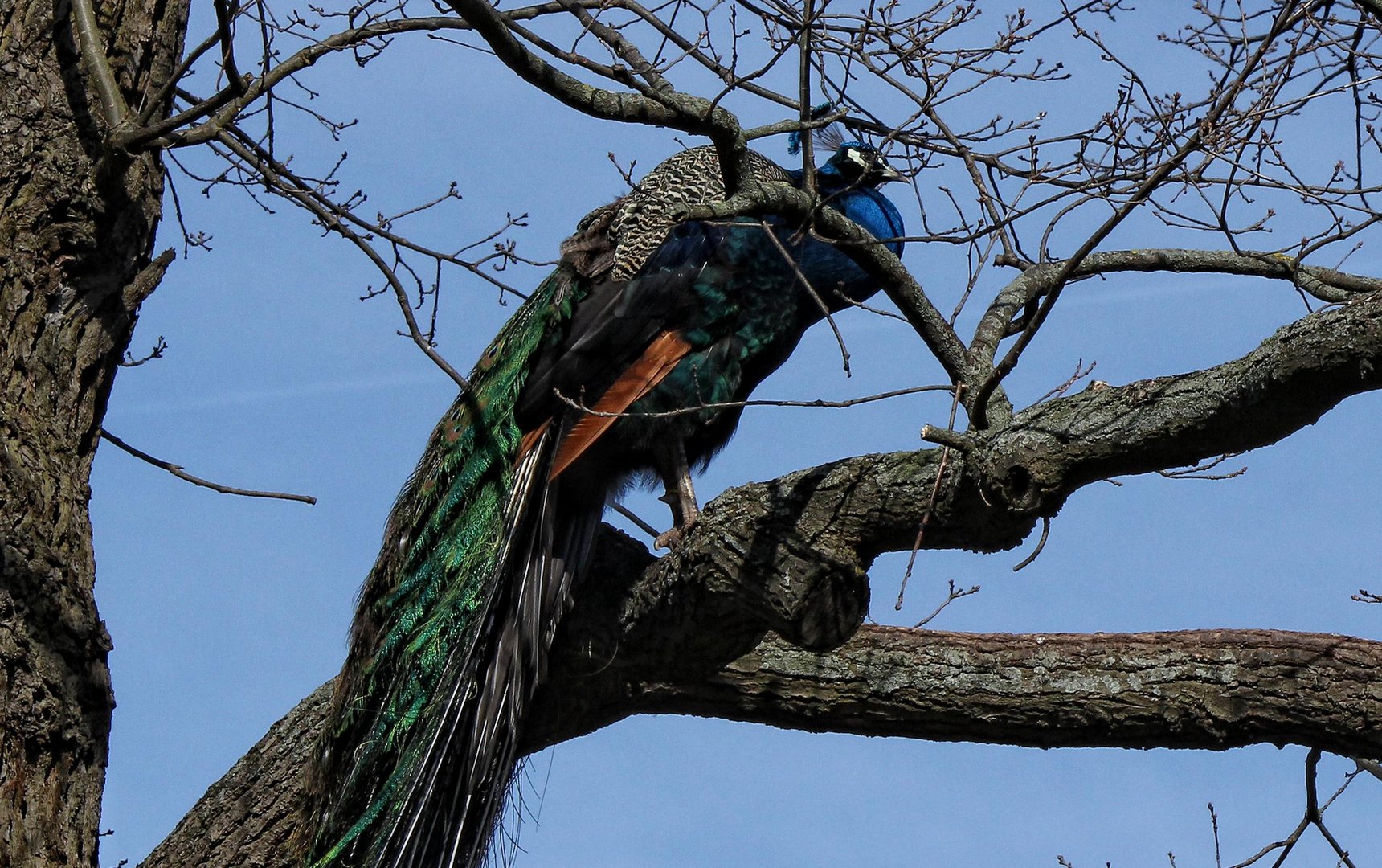 Pfau im Baum