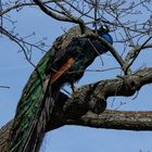 Pfau im Baum