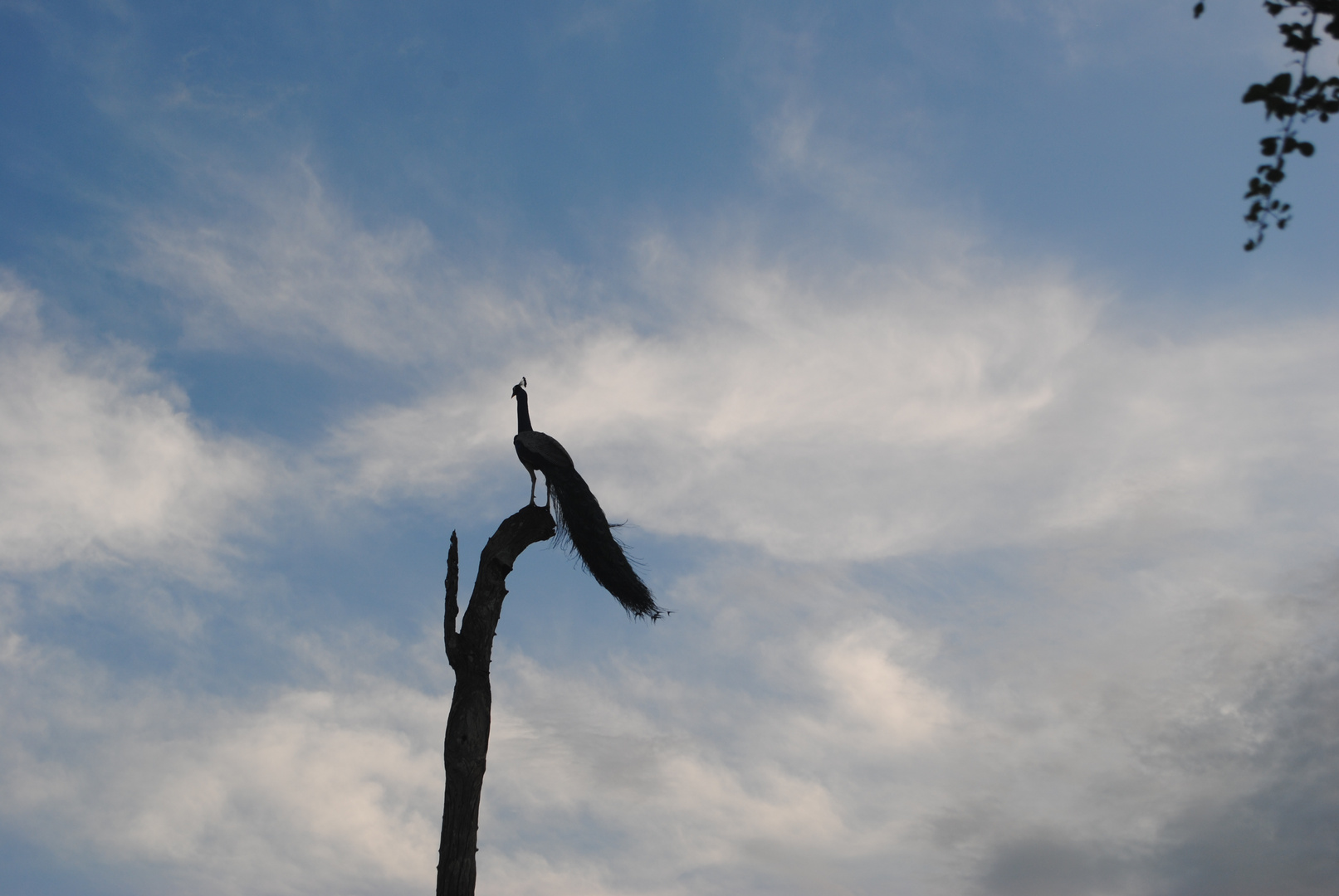 Pfau im Baum