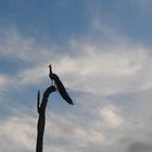 Pfau im Baum