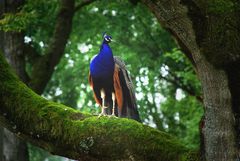 Pfau im Baum (Zoo Neuwied)