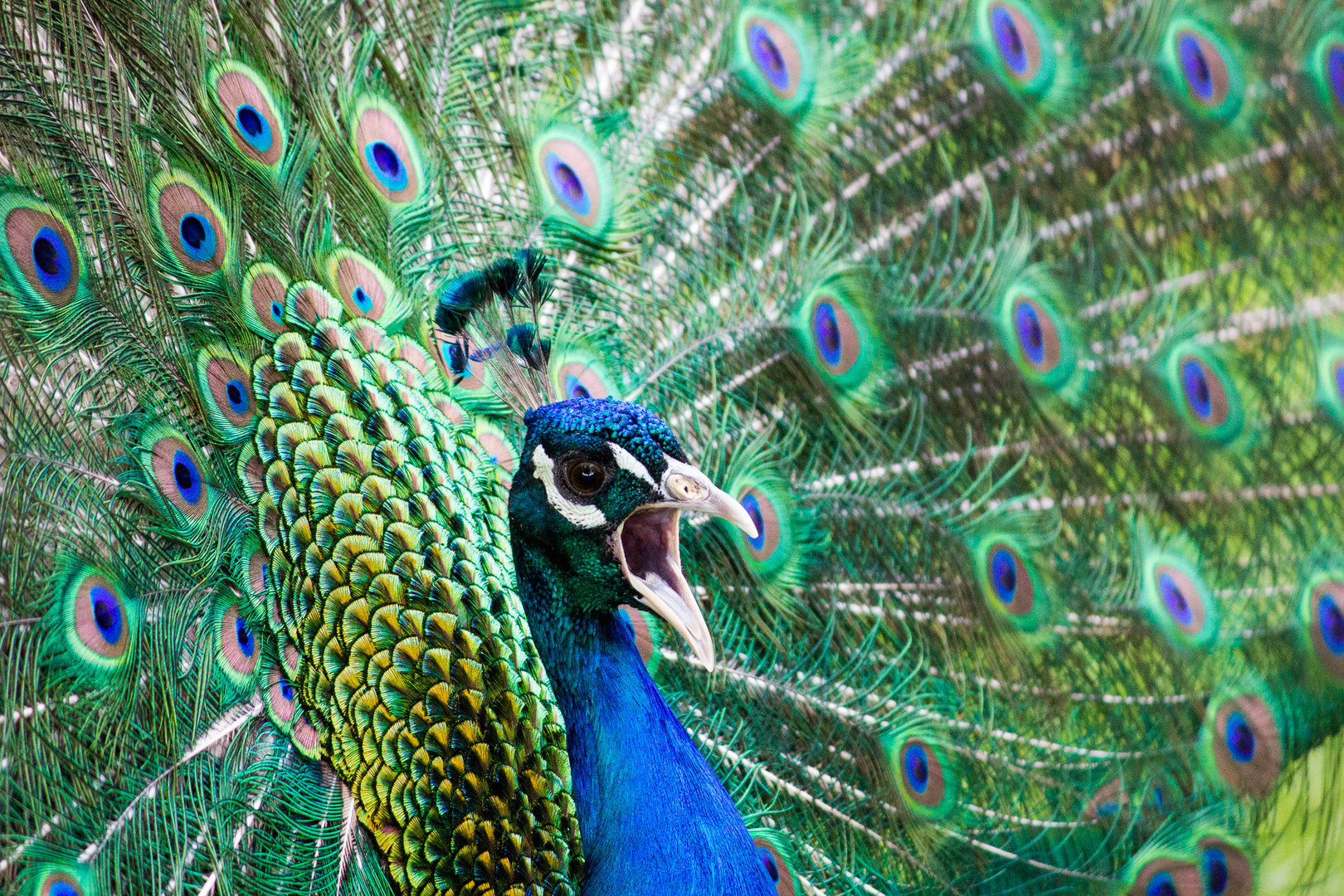 Pfau im Bergtierpark