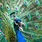 Pfau im Bergtierpark