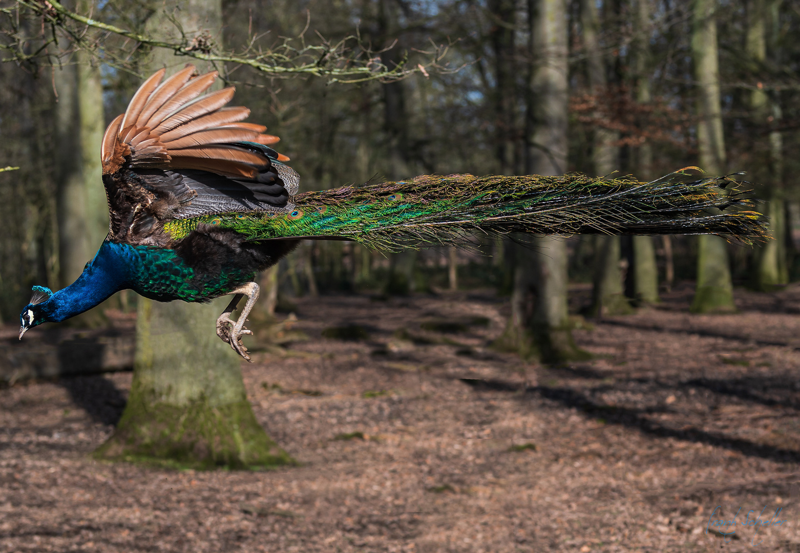 Pfau im Biotop Wildpark Anholt