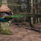 Pfau im Biotop Wildpark Anholt