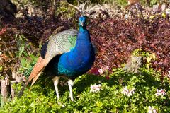 Pfau im Blumenbeet