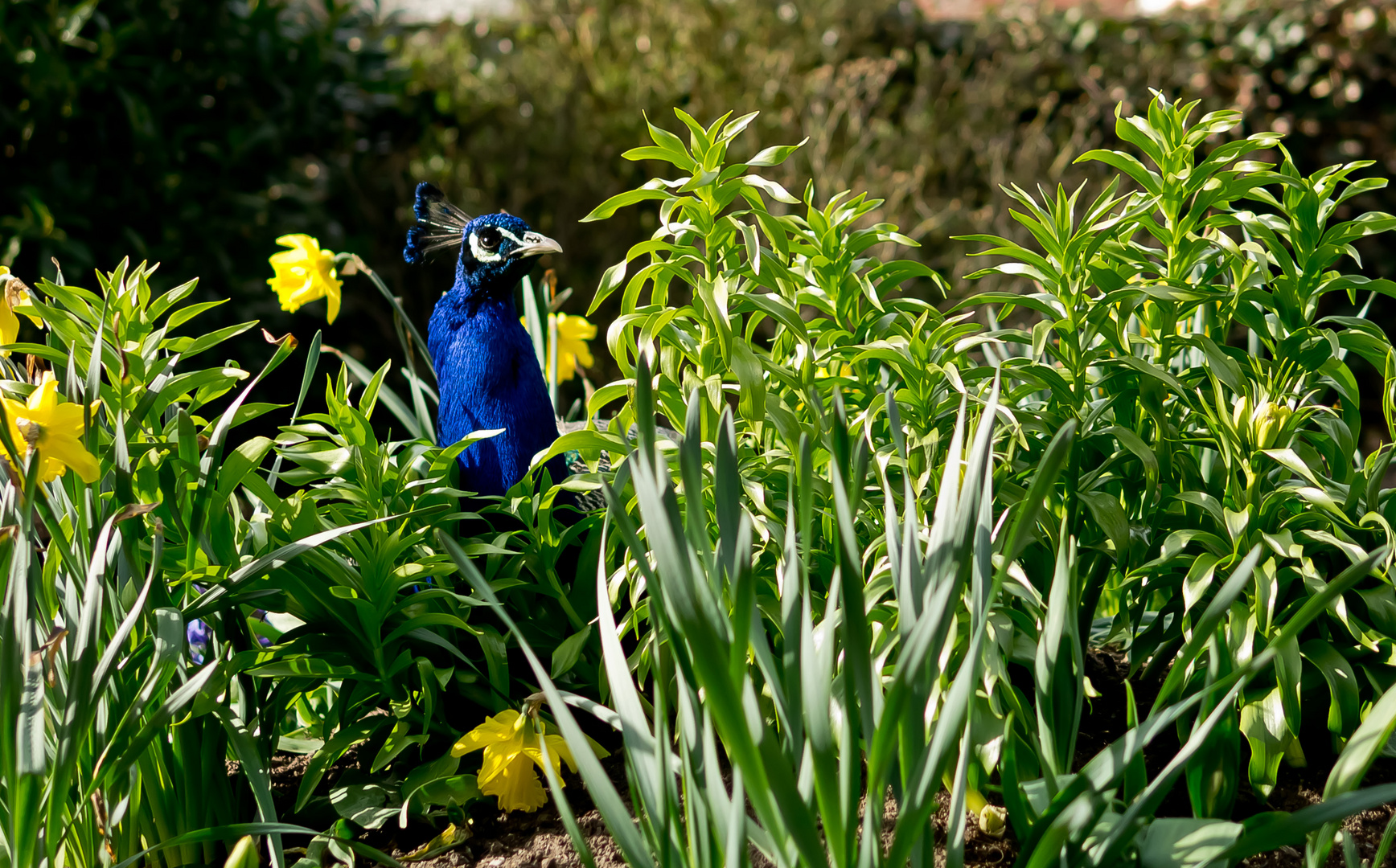 ~ Pfau im Blumenbeet ~