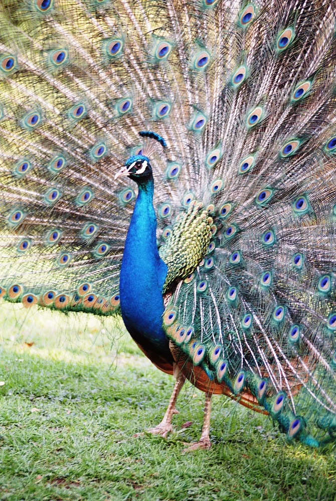 Pfau im Botanischen Garten