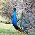 Pfau im Botanischen Garten