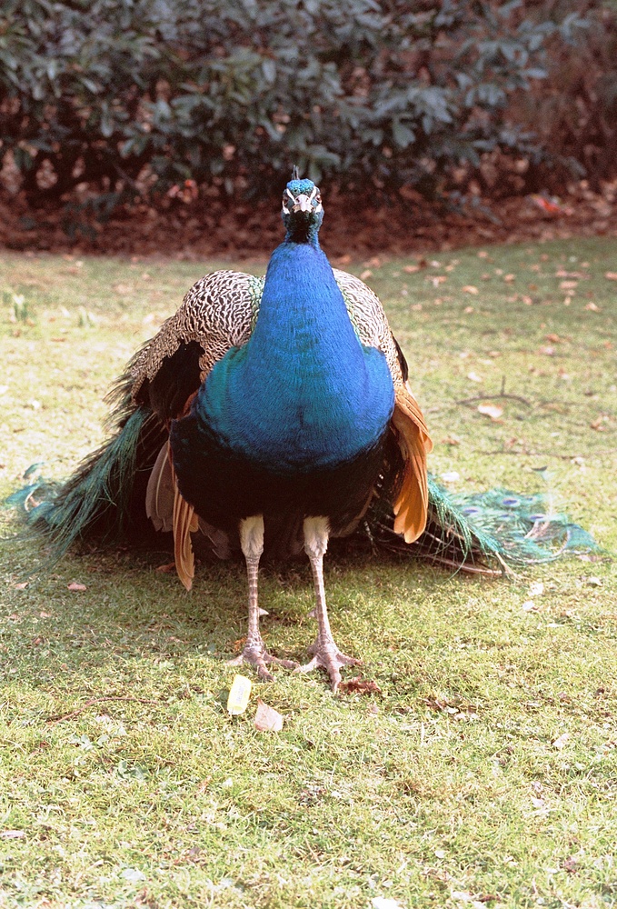 Pfau im Botanischen Garten