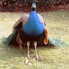 Pfau im Botanischen Garten