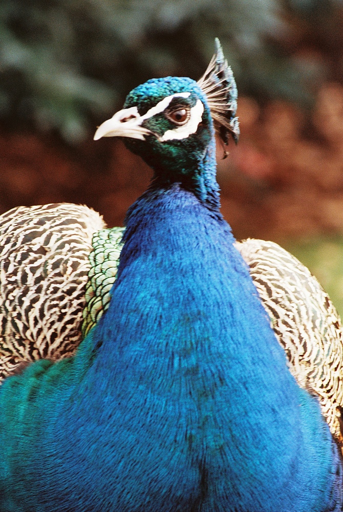 Pfau im Botanischen Garten