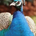 Pfau im Botanischen Garten