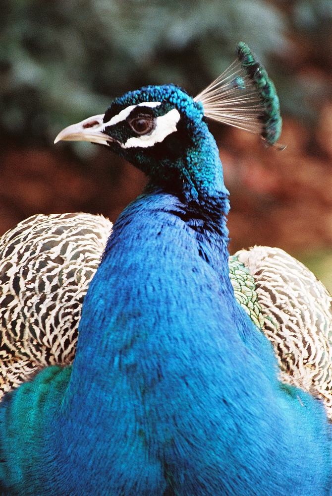 Pfau im Botanischen Garten