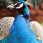 Pfau im Botanischen Garten