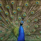 Pfau im Bremer Bürgerpark