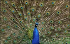 Pfau im Bremer Bürgerpark