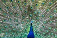 Pfau im Duisburger Zoo auf dem Vordach der Löwen