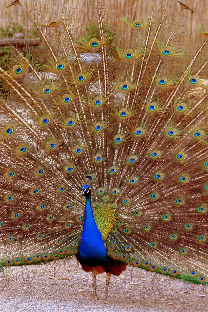 Pfau im Erlebniszoo Gelsenkirchen!