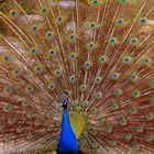 Pfau im Erlebniszoo Gelsenkirchen!