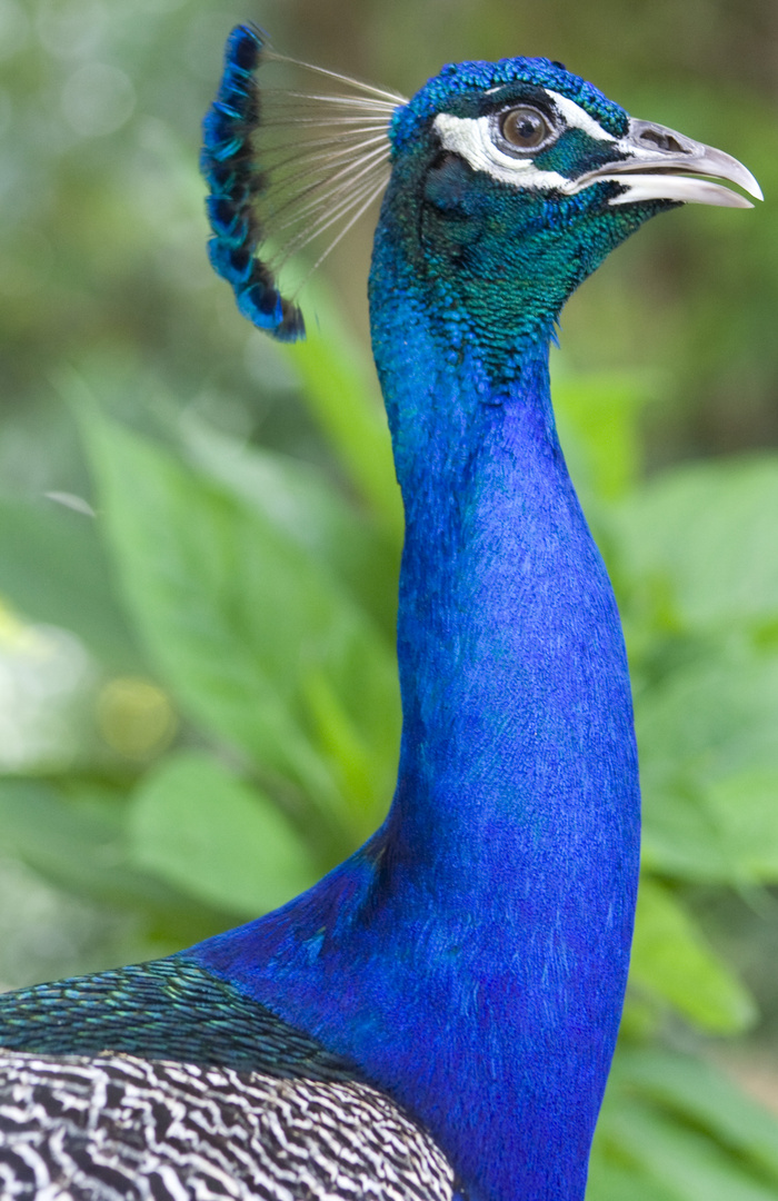 Pfau im Flamingo Gardens in Miami