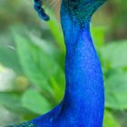 Pfau im Flamingo Gardens in Miami