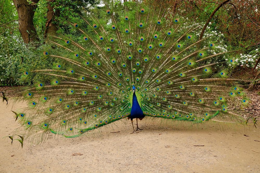 Pfau im Frühling