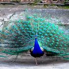 Pfau im Frühling