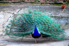 Pfau im Frühling