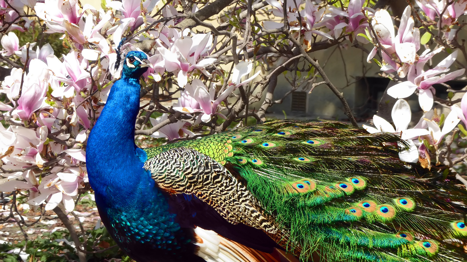 Pfau im Frühling 