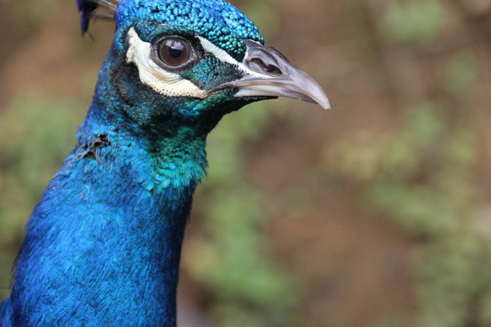 Pfau im Garden Of Eden auf Maui