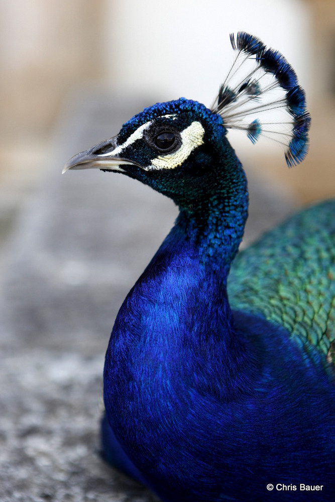 Pfau im Garten vom Schloß Eggenberg (Graz Österreich)